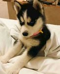 狗狗