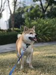 狗狗
