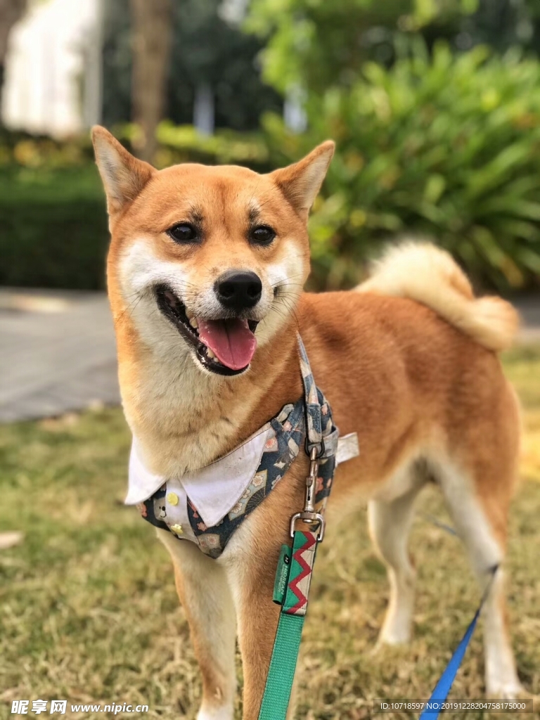 狗狗