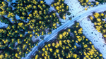 森林树木公路风景