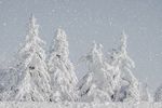 白雪纷飞的雪花