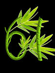 61儿童节