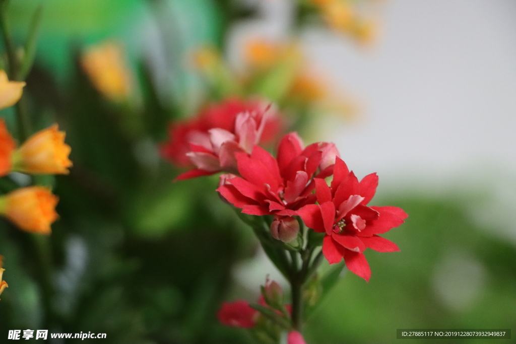 长寿花