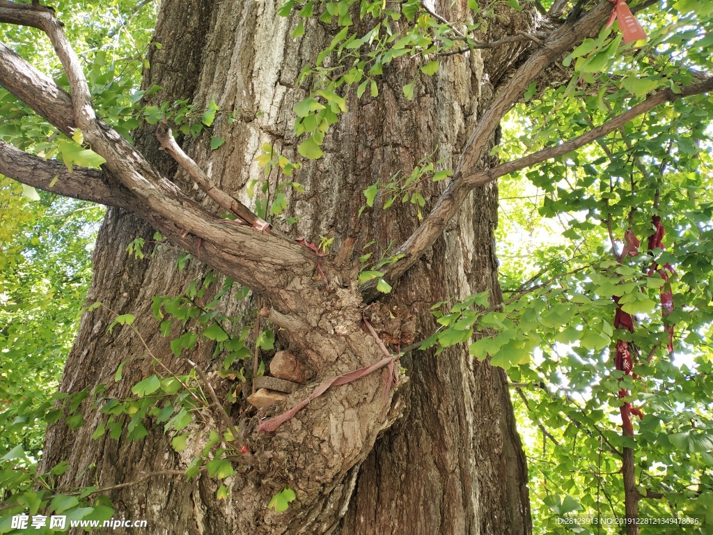 古银杏树