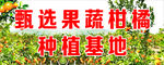 柑橘