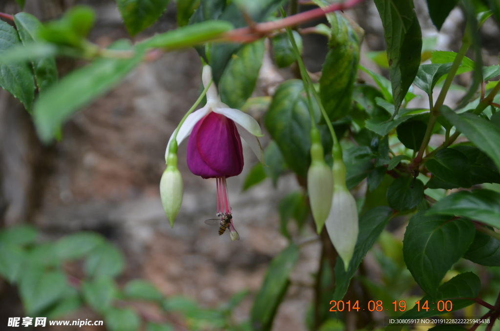 花引蜂