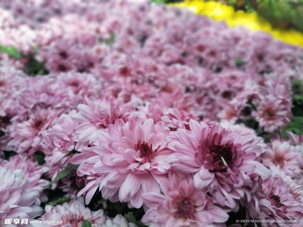 昆明花之城花海