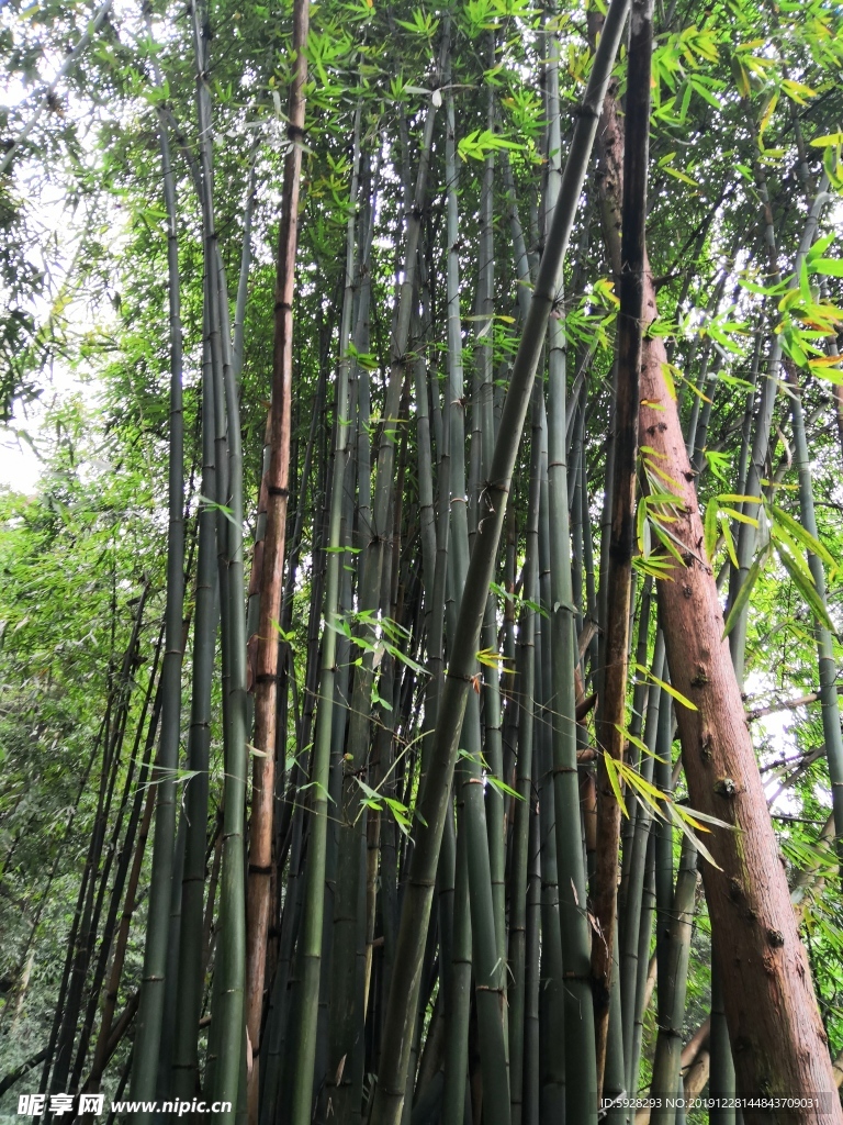 竹林