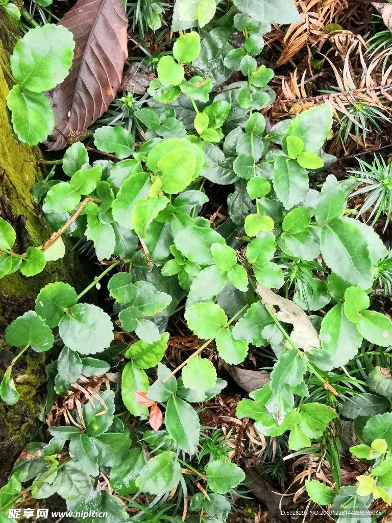 草本植物