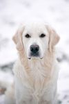米白色拉布拉多猎犬