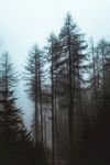 森林深处阴森密林