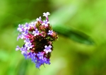 花草茶