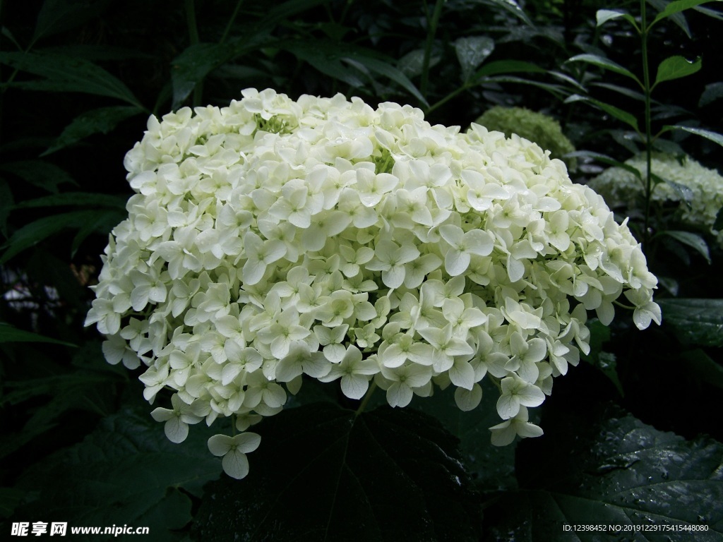 绣球花