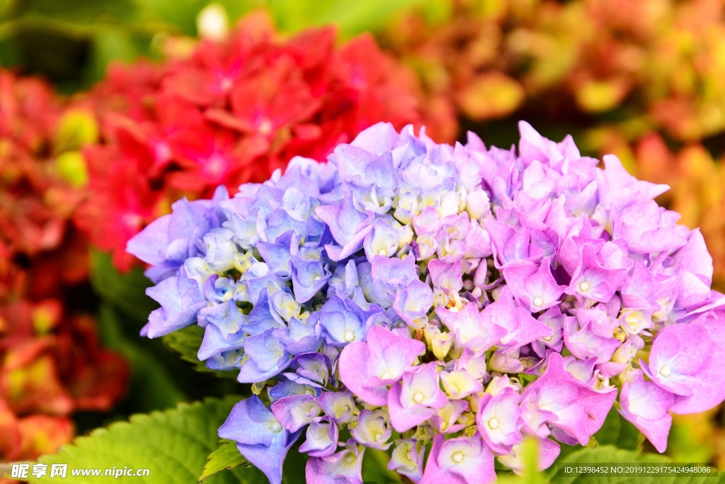 绣球花