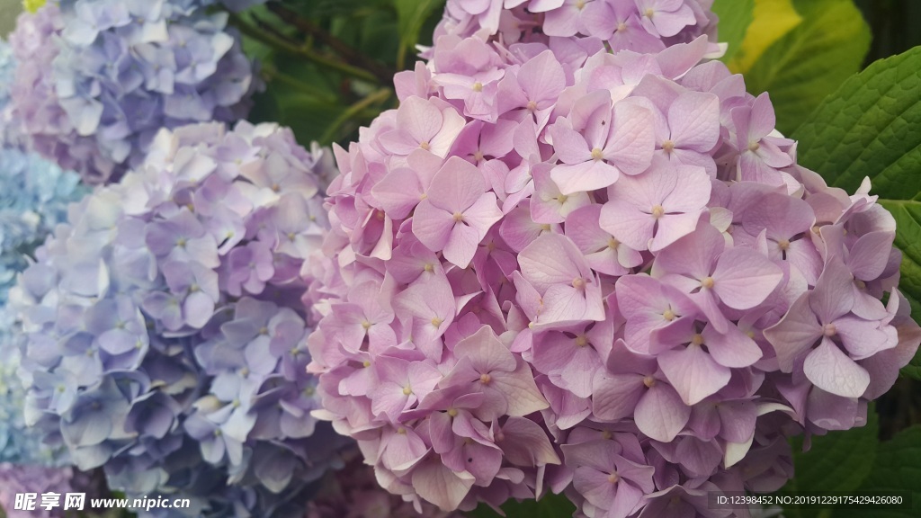 绣球花