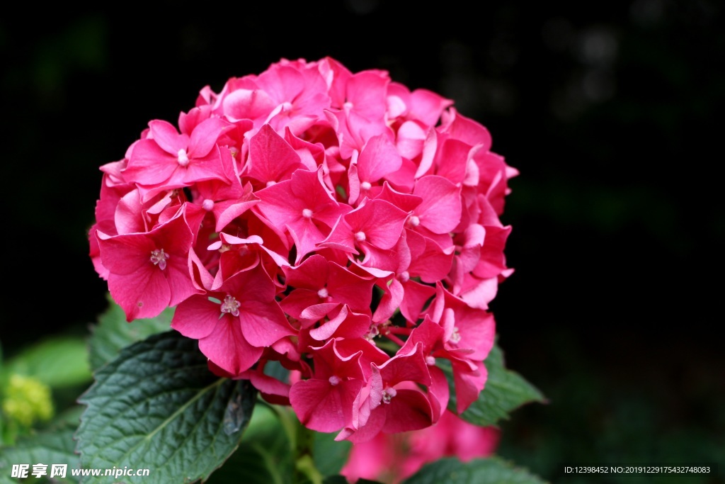 绣球花