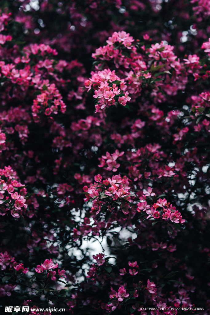 海棠花