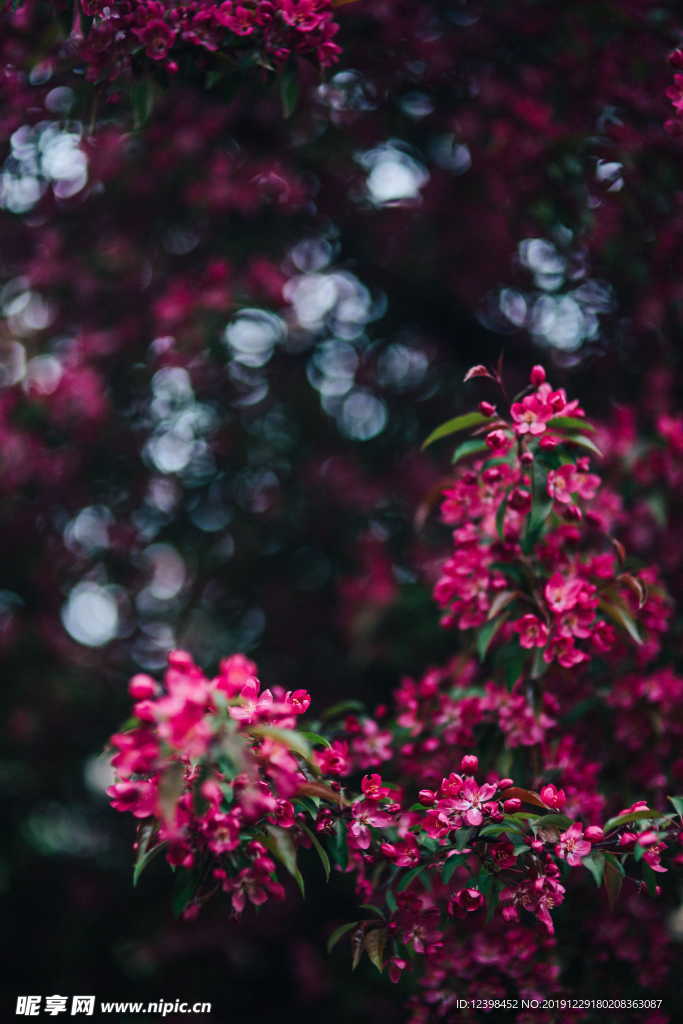 海棠花