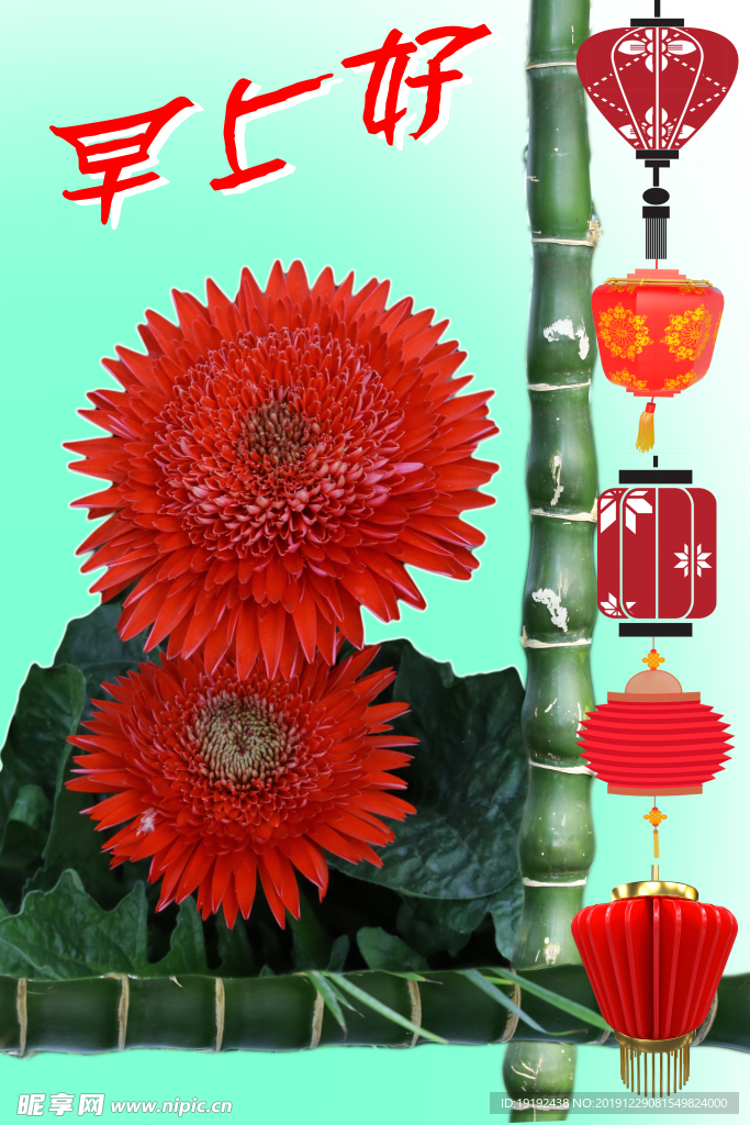 非洲菊