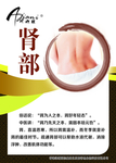 肾部保养 中医养生 身体护理