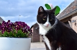 猫