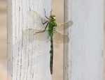 蜻蜓