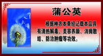 蒲公英