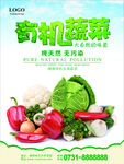有机蔬菜海报