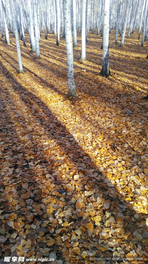 白桦林景区