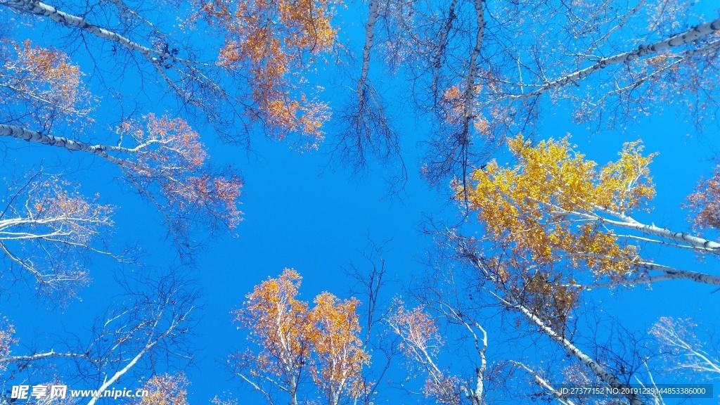白桦林景区