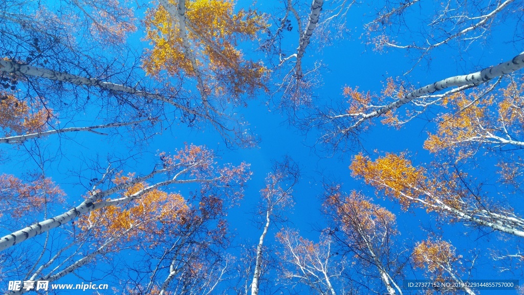 白桦林景区