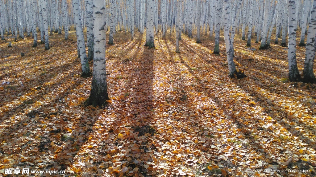 白桦林景区