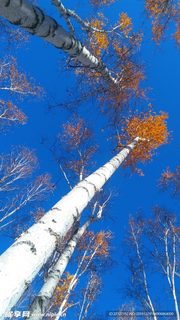 白桦林景区