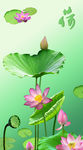 荷花海报