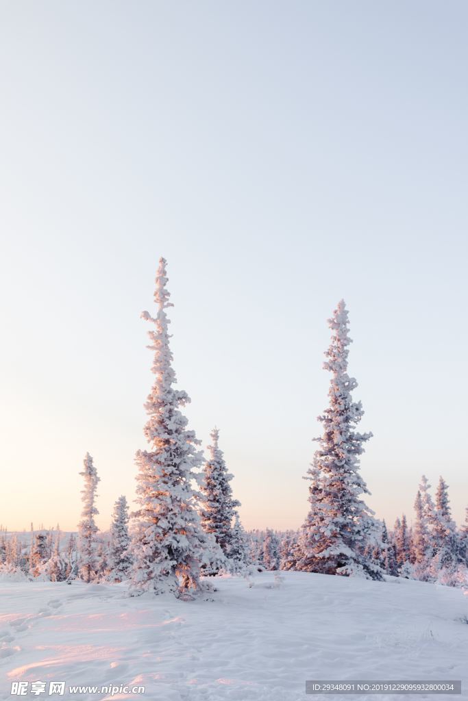 积雪的树