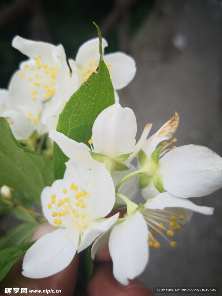 花