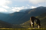 山