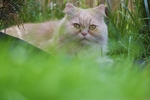 波斯猫
