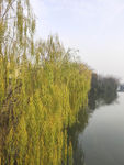 杨柳