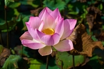 莲花
