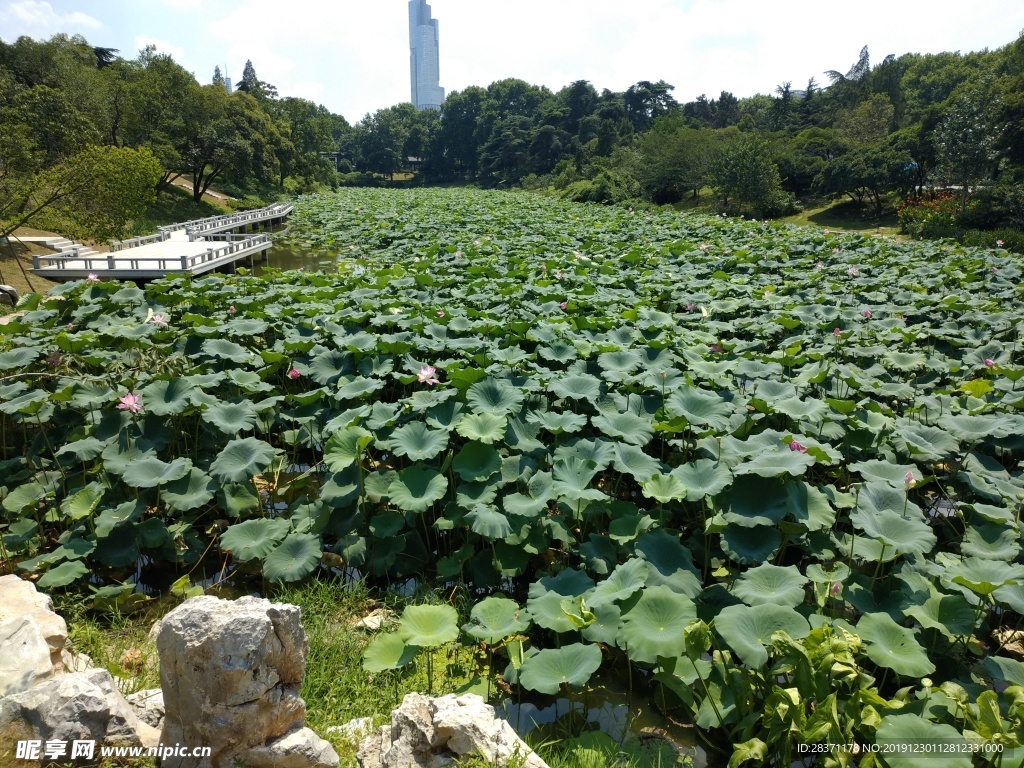 玄武湖