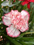 鲜花