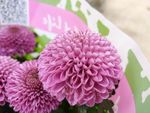 鲜花