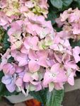 鲜花