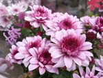 鲜花