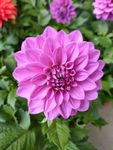 鲜花