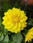 鲜花