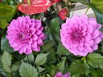 鲜花