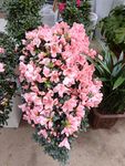 鲜花