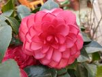 鲜花